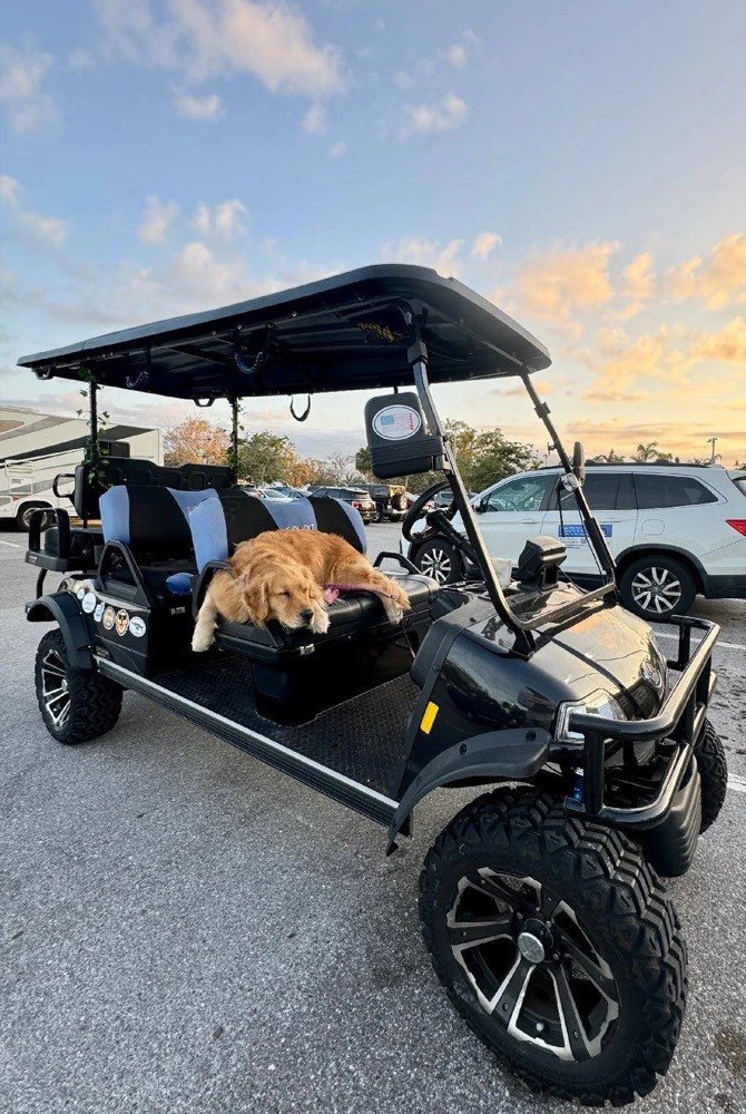 Boo the golden retriever asleep on the golf cart seat